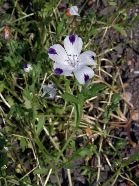 Hajnička skvrnitá (Nemophila maculata Bentham & Lindl.)