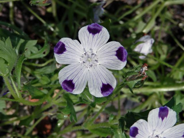 Hajnička skvrnitá (Nemophila maculata Bentham & Lindl.)