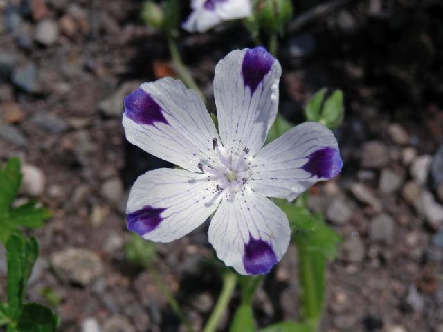 Hajnička skvrnitá (Nemophila maculata Bentham & Lindl.)