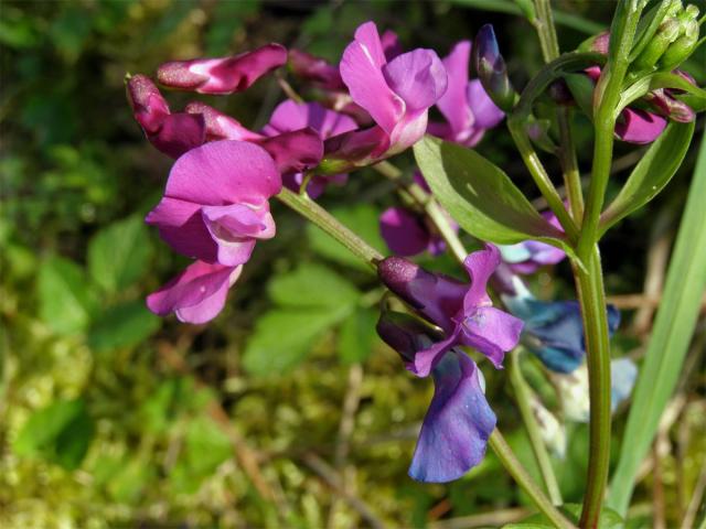 Hrachor jarní, Lecha jarní (Lathyrus vernus (L.) Bernh.)