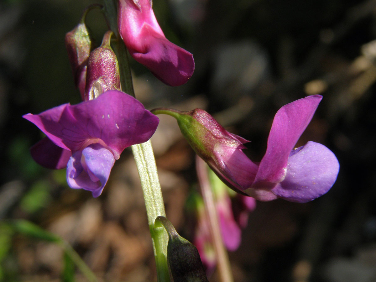 Hrachor jarní, Lecha jarní (Lathyrus vernus (L.) Bernh.)