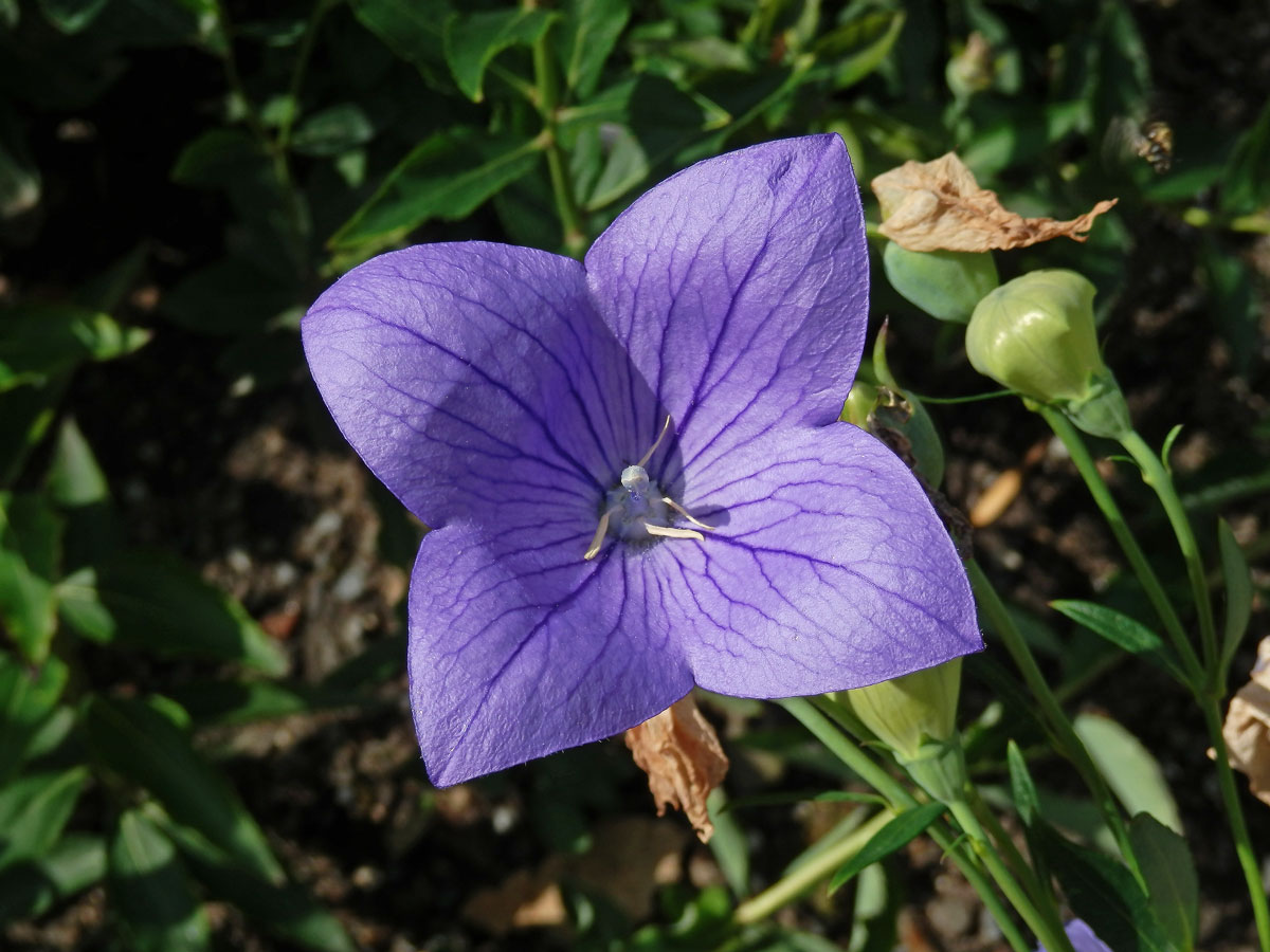 Boubelka velkokvětá (Platycodon grandiflorum (Jacw.) A. DC.), čtyřčetný květ (2)