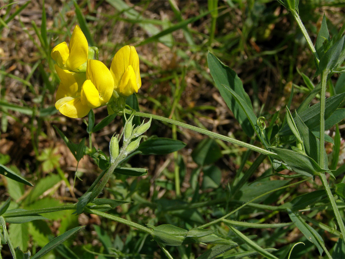 Hrachor luční (Lathyrus pratensis L.)