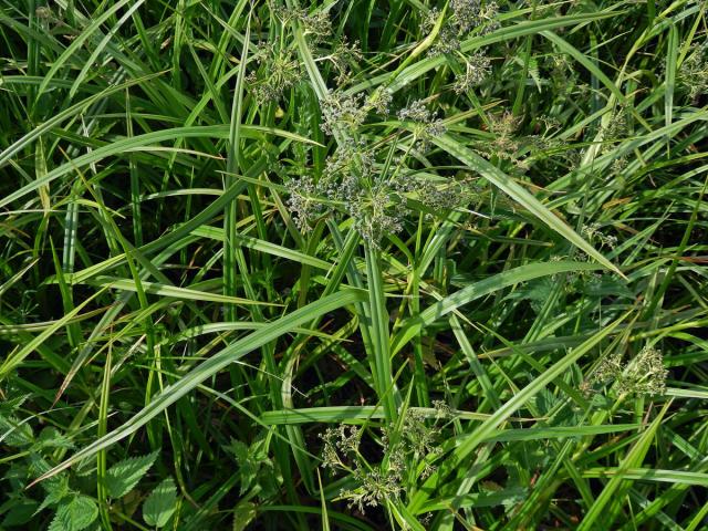 Skřípina lesní (Scirpus sylvaticus L.)