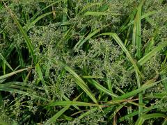 Skřípina lesní (Scirpus sylvaticus L.)