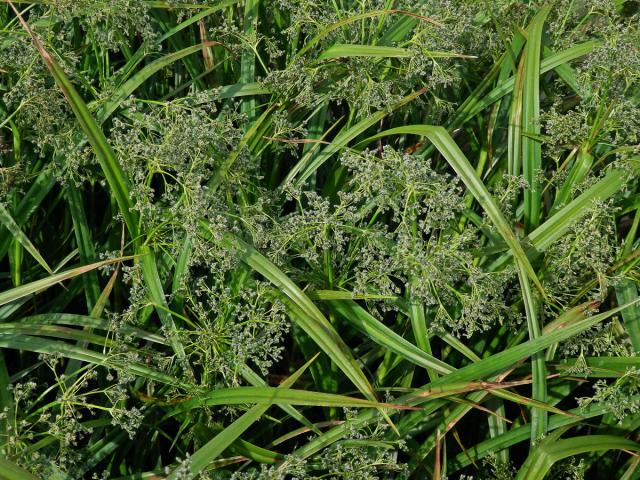 Skřípina lesní (Scirpus sylvaticus L.)