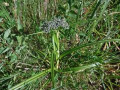 Skřípina lesní (Scirpus sylvaticus L.)