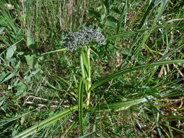 Skřípina lesní (Scirpus sylvaticus L.)