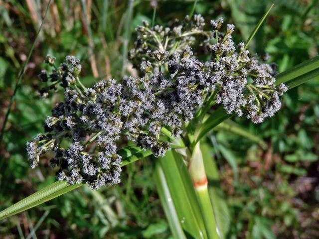 Skřípina lesní (Scirpus sylvaticus L.)