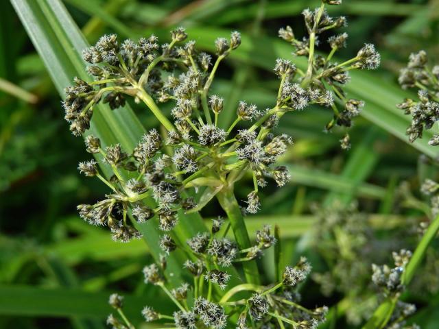 Skřípina lesní (Scirpus sylvaticus L.)