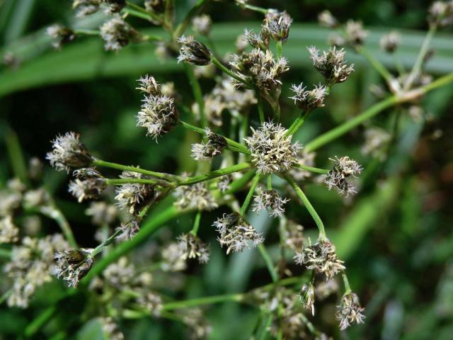 Skřípina lesní (Scirpus sylvaticus L.)