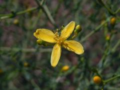 Třezalka (Hypericum triquetrifolium Turra), čtyřčetný květ (1)