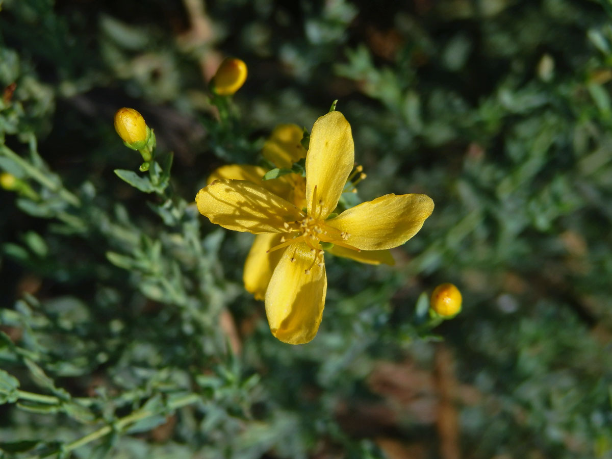 Třezalka (Hypericum triquetrifolium Turra), čtyřčetný květ (2)