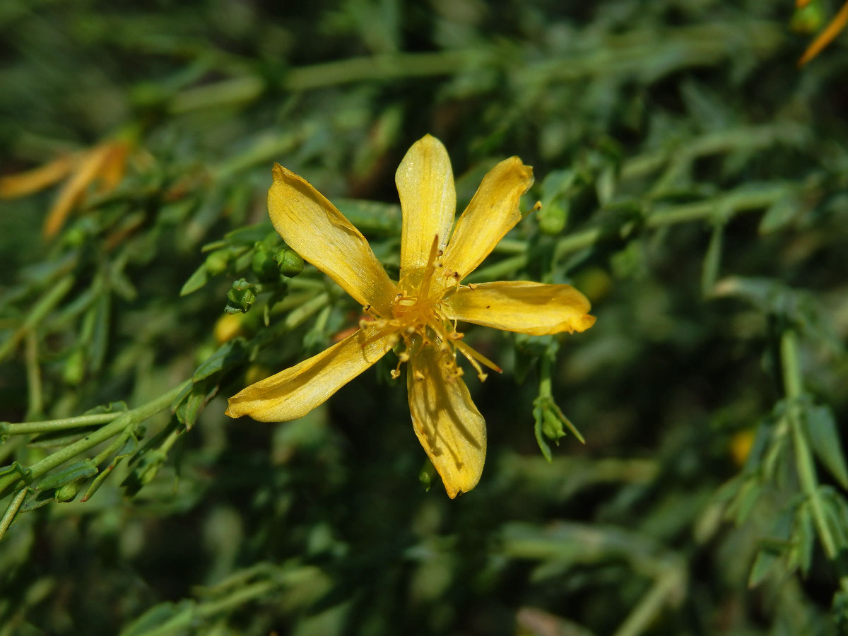 Třezalka (Hypericum triquetrifolium Turra), šestičetný květ (1)