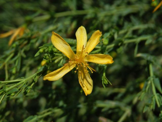 Třezalka (Hypericum triquetrifolium Turra), šestičetný květ (1)