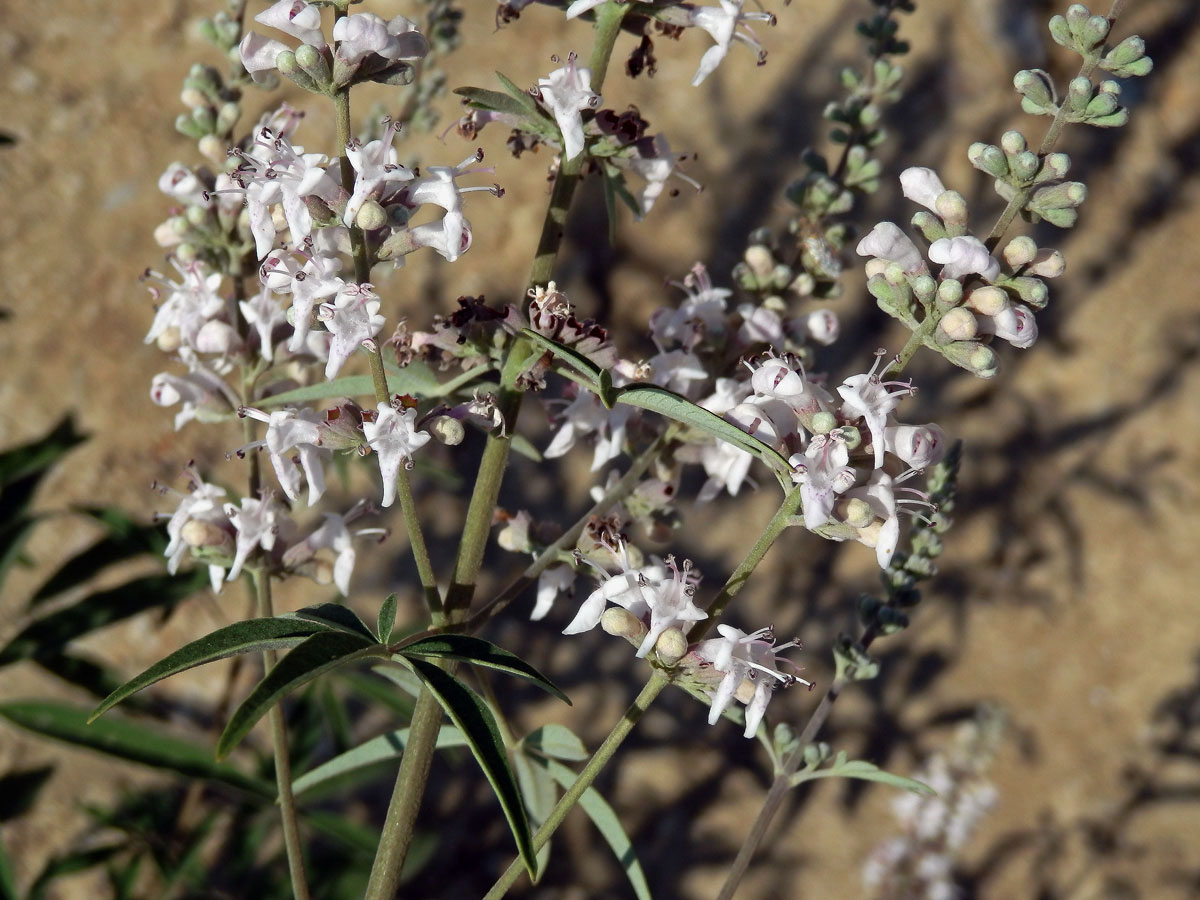 Drmek obecný (Vitex agnus-castus L.) se světle růžovými květy