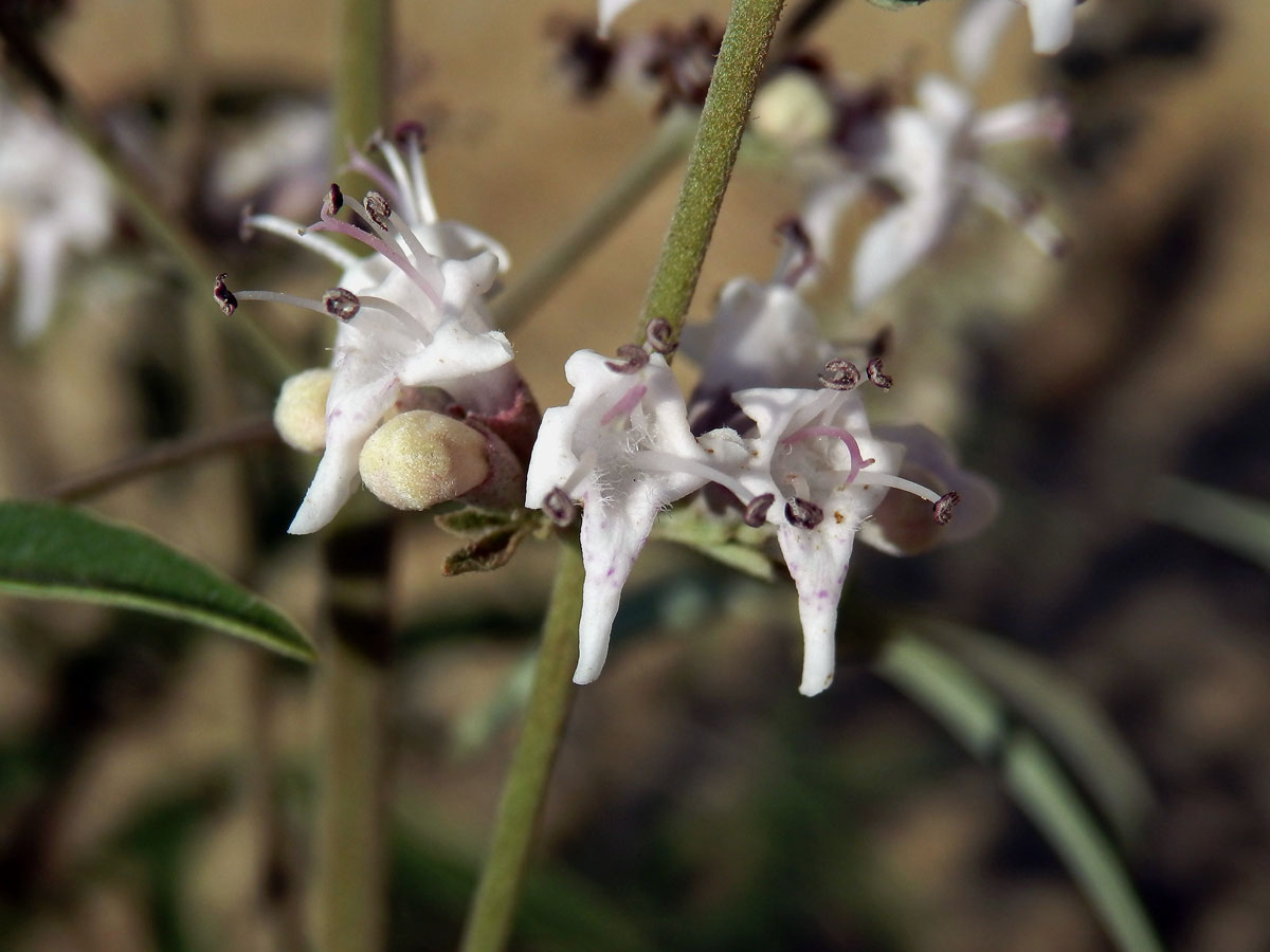 Drmek obecný (Vitex agnus-castus L.) se světle růžovými květy