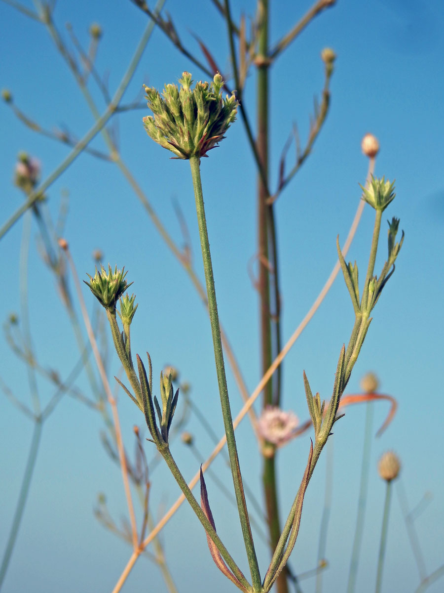 Hlavatka transylvánská (Cephalaria transsylvanica (L.) Roem. & Schult.