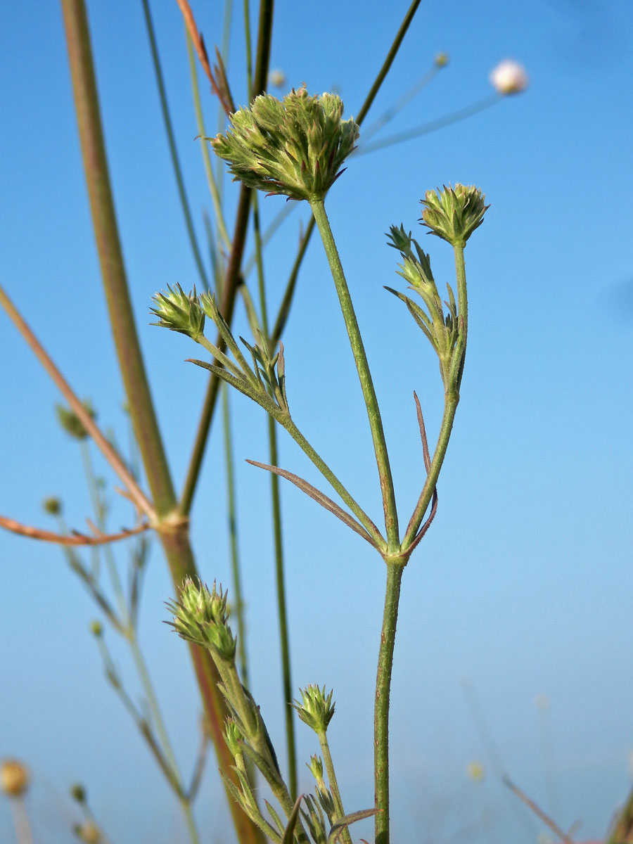 Hlavatka transylvánská (Cephalaria transsylvanica (L.) Roem. & Schult.