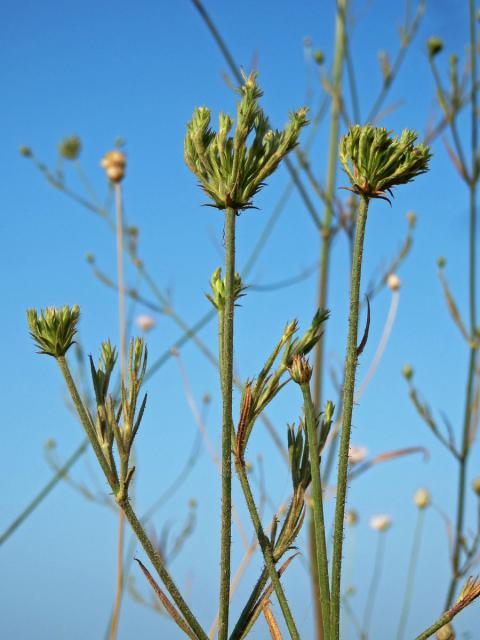 Hlavatka transylvánská (Cephalaria transsylvanica (L.) Roem. & Schult.