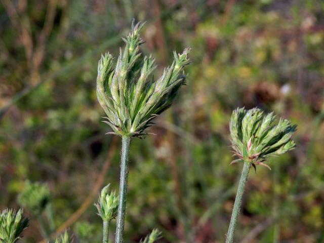 Hlavatka transylvánská (Cephalaria transsylvanica (L.) Roem. & Schult.