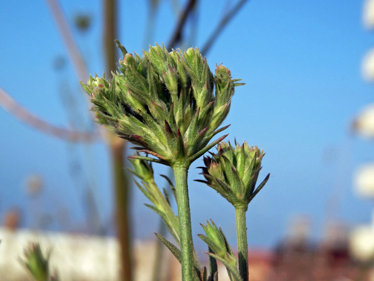 Hlavatka transylvánská (Cephalaria transsylvanica (L.) Roem. & Schult.