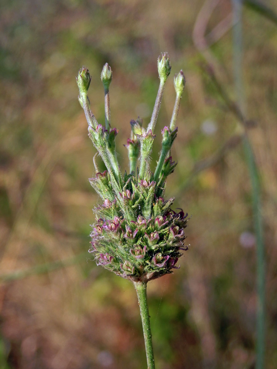 Hlavatka transylvánská (Cephalaria transsylvanica (L.) Roem. & Schult.