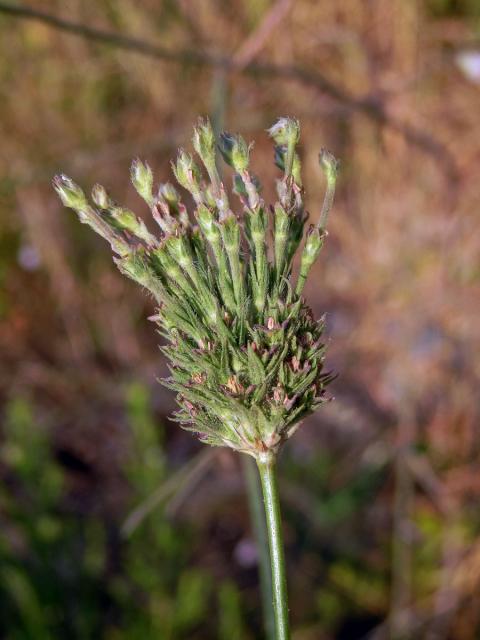 Hlavatka transylvánská (Cephalaria transsylvanica (L.) Roem. & Schult.