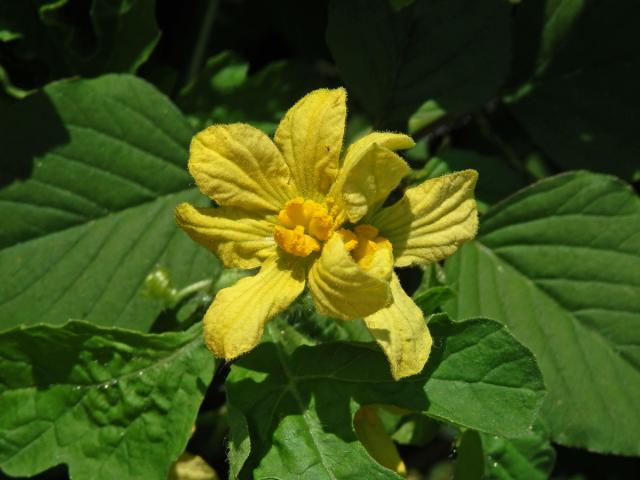 Lubenice obecná (Citrullus lanatus (Thunb.) Matsum. & Nakai), postižený květ