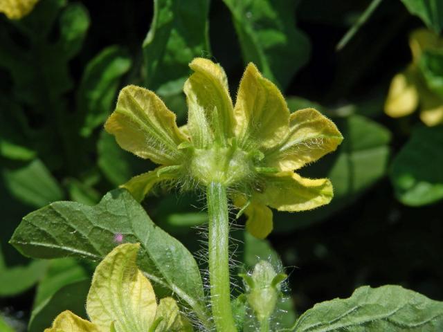 Lubenice obecná (Citrullus lanatus (Thunb.) Matsum. & Nakai), postižený květ