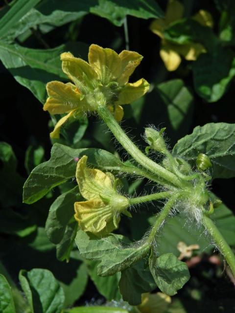 Lubenice obecná (Citrullus lanatus (Thunb.) Matsum. & Nakai), postižený květ