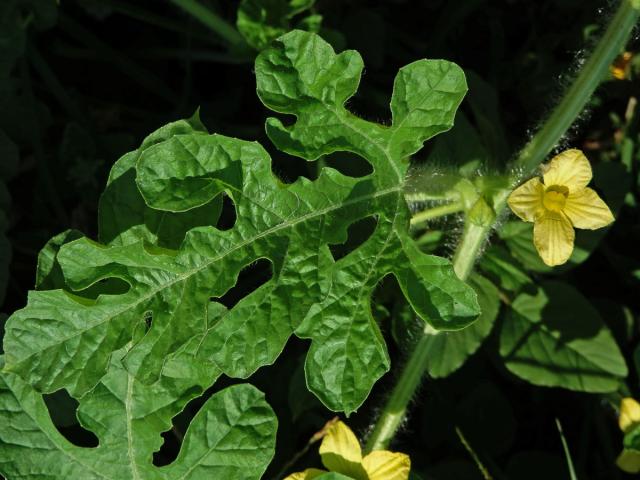 Lubenice obecná (Citrullus lanatus (Thunb.) Matsum. & Nakai) s čtyřčetným květem