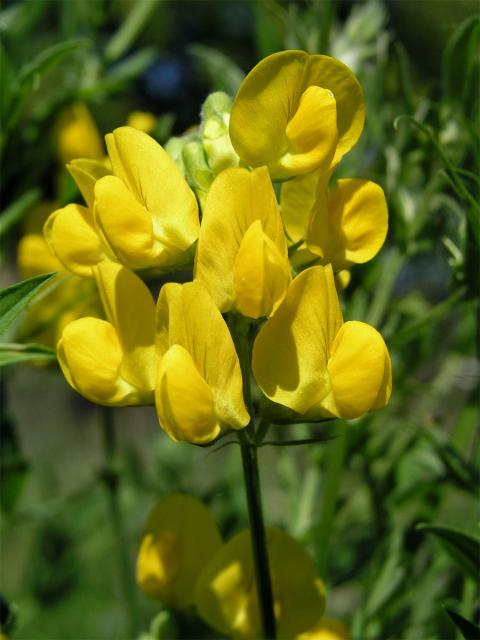 Hrachor luční (Lathyrus pratensis L.)