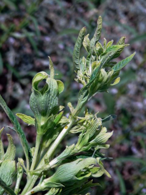 Sezam indický (Sesamum orientale L.), zlistění květů