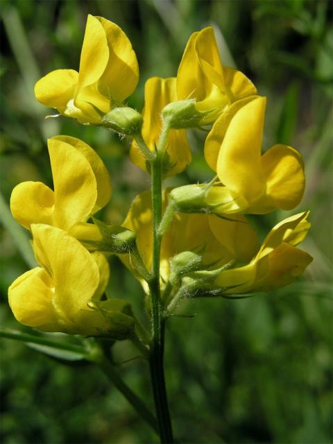 Hrachor luční (Lathyrus pratensis L.)