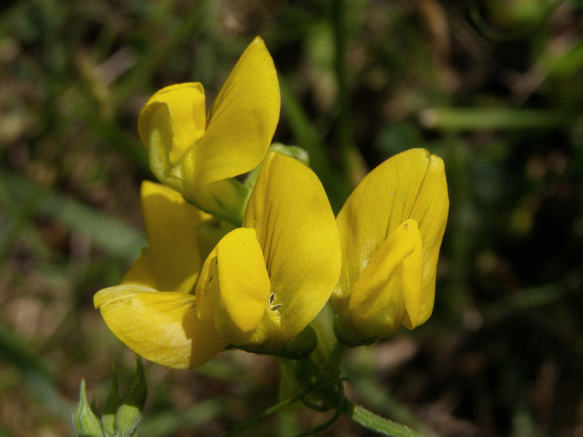 Hrachor luční (Lathyrus pratensis L.)