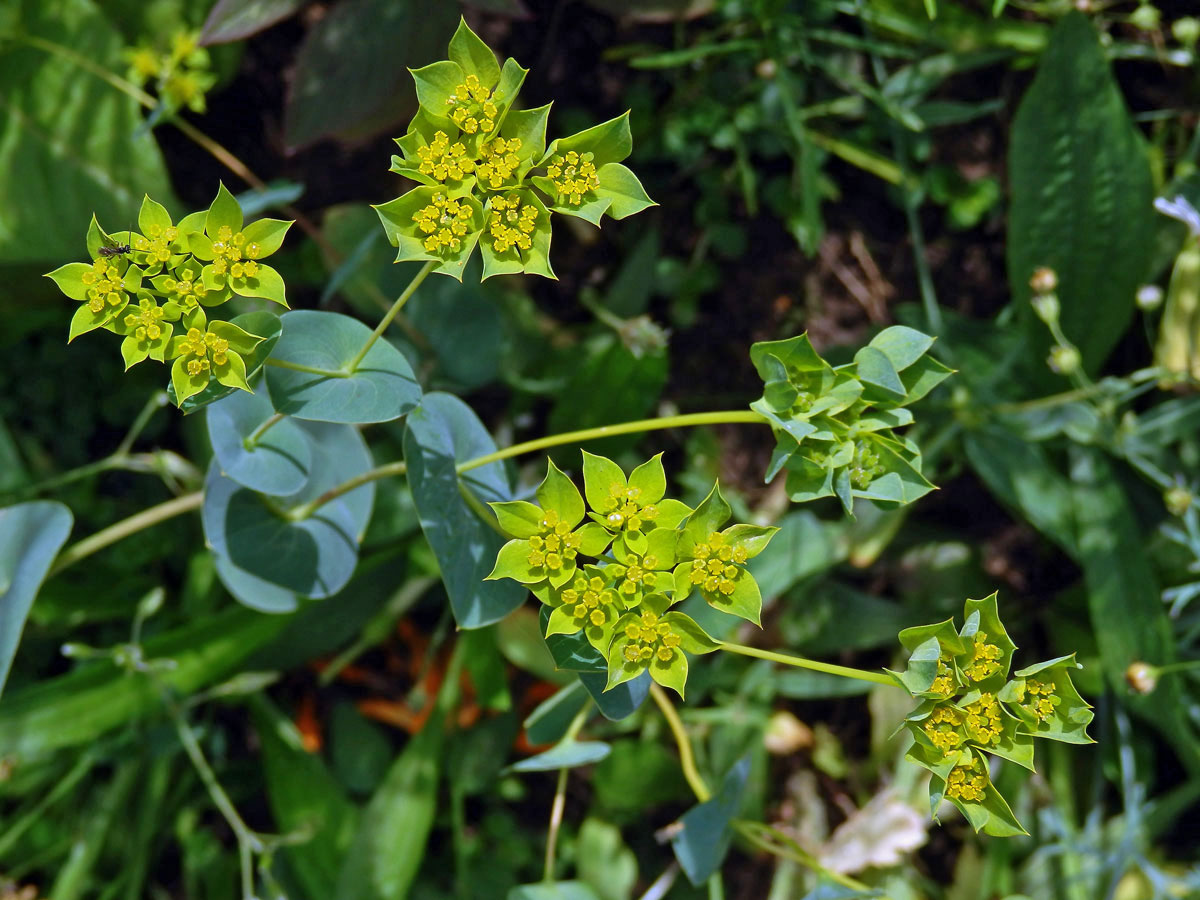 Prorostlík okrouhlolistý (Bupleurum rotundifolium L.)