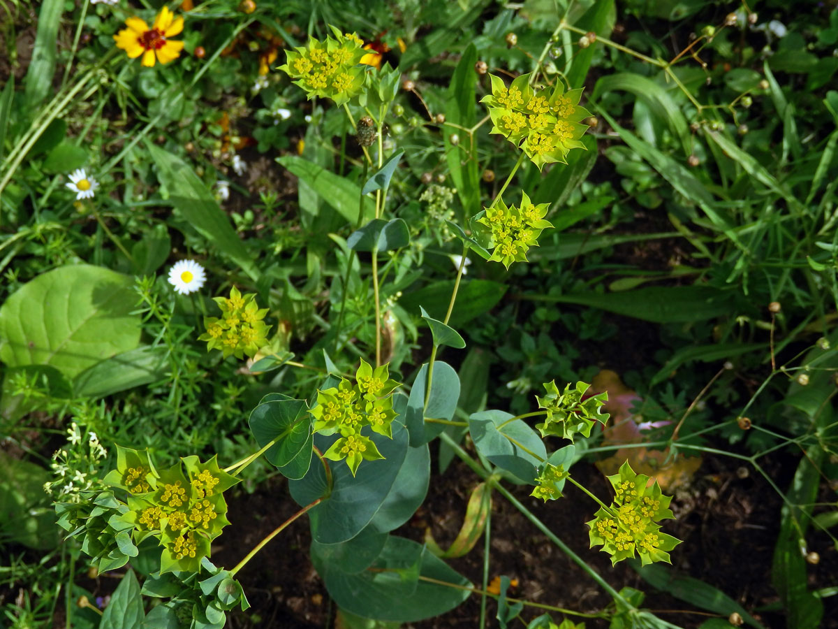 Prorostlík okrouhlolistý (Bupleurum rotundifolium L.)