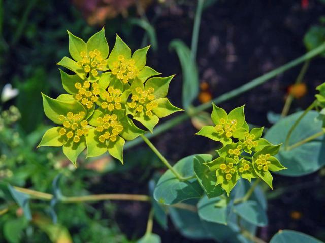 Prorostlík okrouhlolistý (Bupleurum rotundifolium L.)