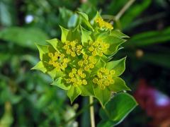 Prorostlík okrouhlolistý (Bupleurum rotundifolium L.)