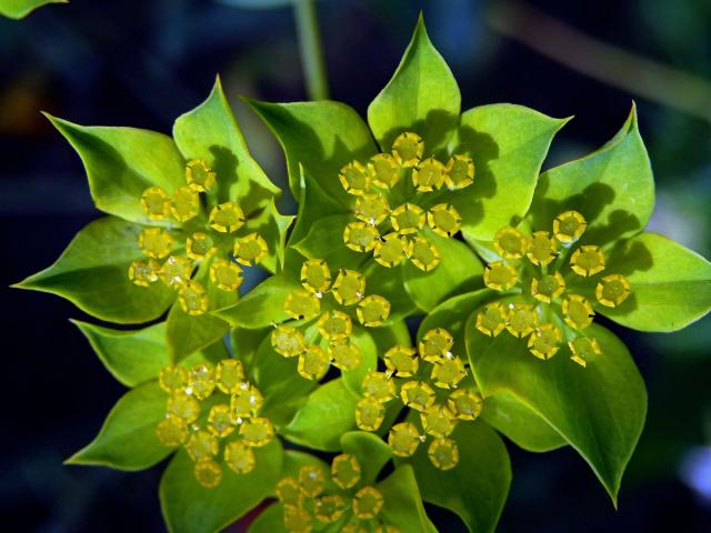 Prorostlík okrouhlolistý (Bupleurum rotundifolium L.)