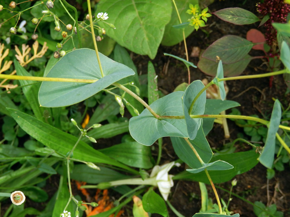 Prorostlík okrouhlolistý (Bupleurum rotundifolium L.)