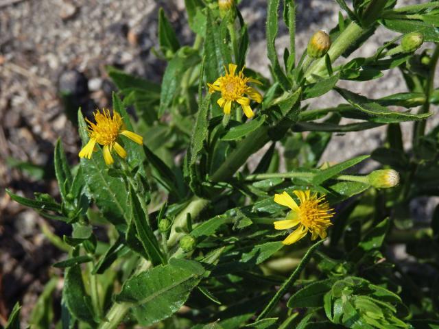 Ditrichie lepkavá (Dittrichia viscosa (L.) W. Greuter)