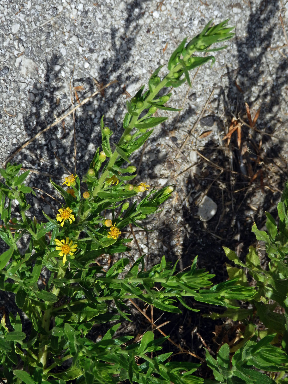 Ditrichie lepkavá (Dittrichia viscosa (L.) W. Greuter)