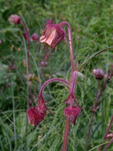 Kuklík potoční (Geum rivale L.)