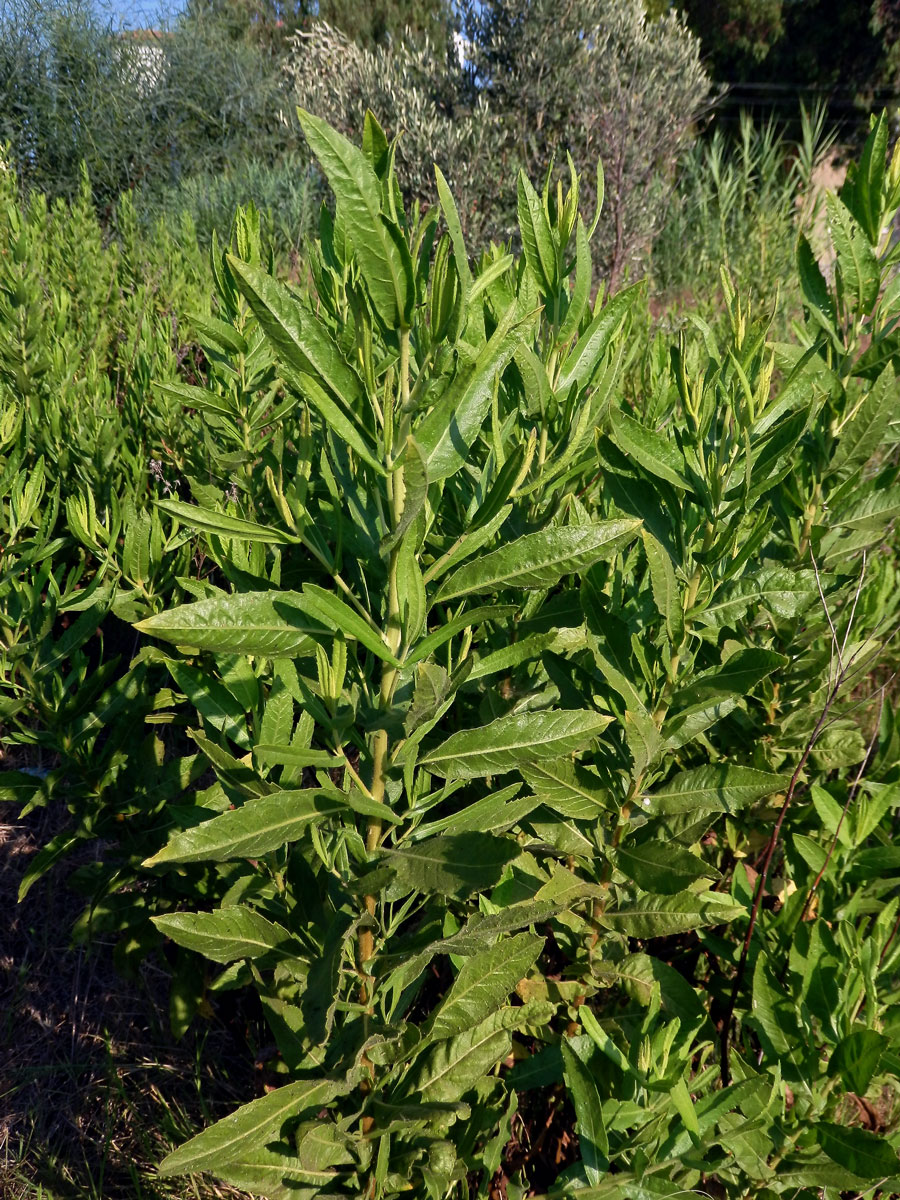 Ditrichie lepkavá (Dittrichia viscosa (L.) W. Greuter)