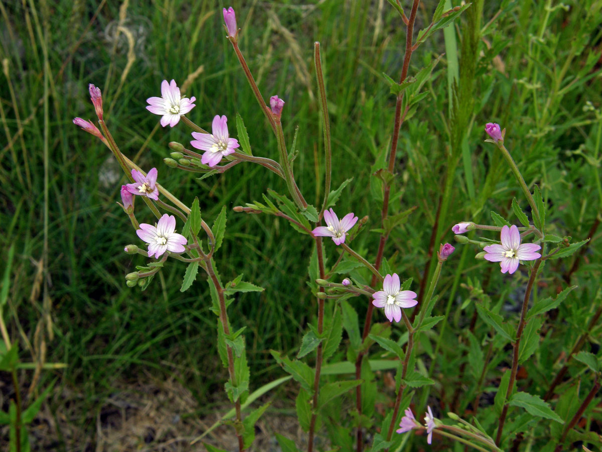 Vrbovka chlumní (Epilobium collinum C. C. Gmel.)