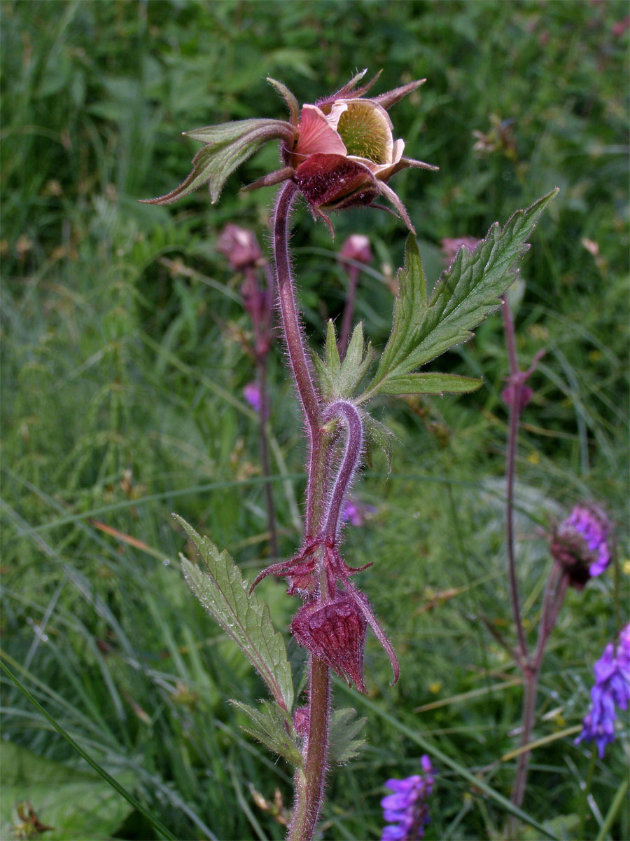 Kuklík potoční (Geum rivale L.)