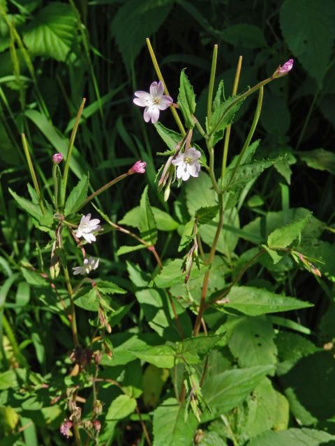 Vrbovka chlumní (Epilobium collinum C. C. Gmel.)