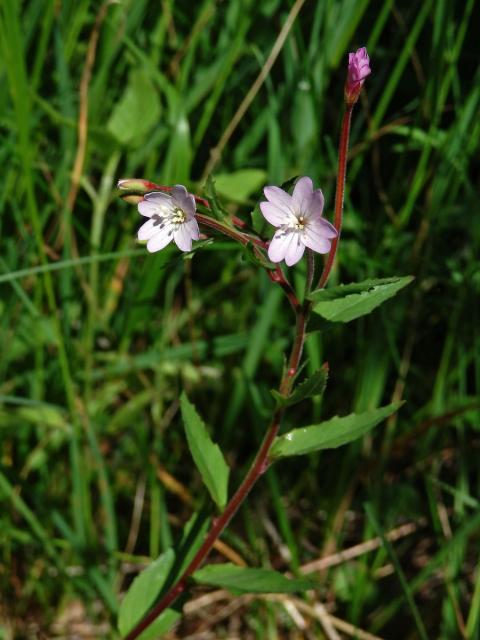 Vrbovka chlumní (Epilobium collinum C. C. Gmel.)